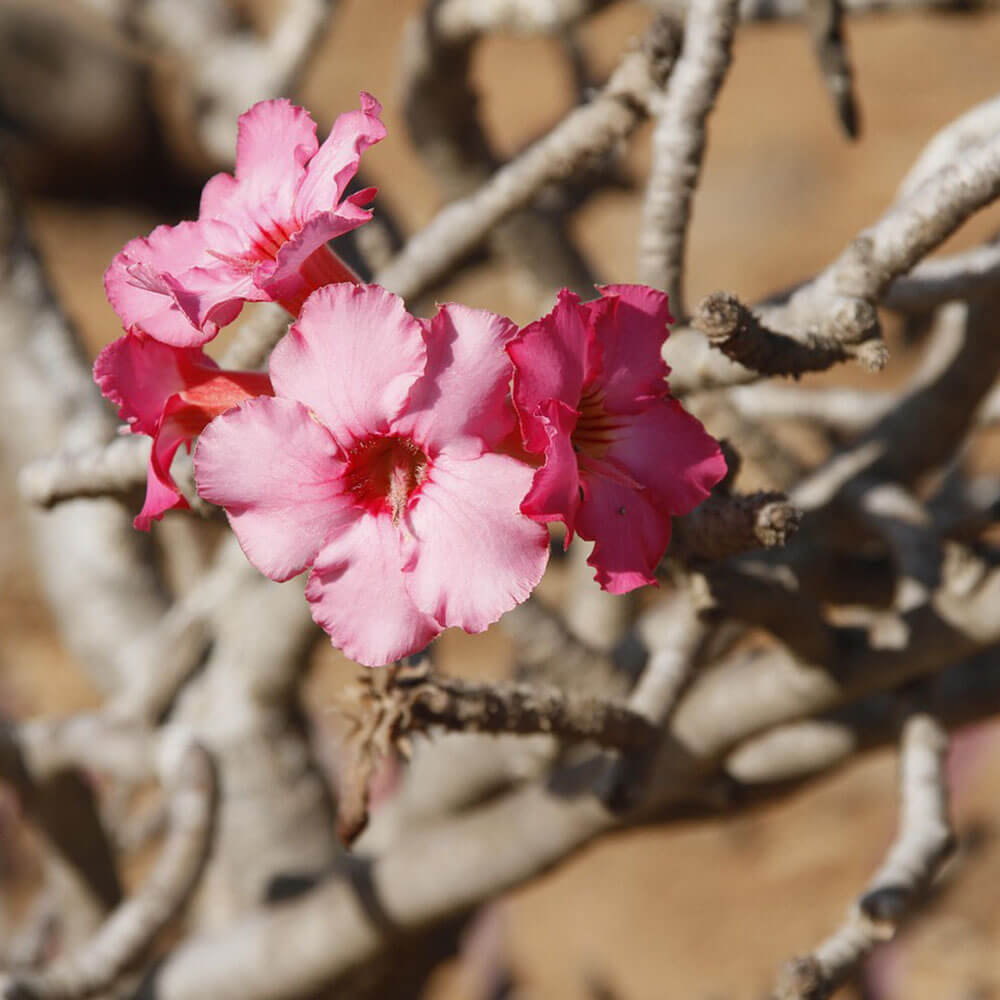 Ein Baum mit blühender Blüte
