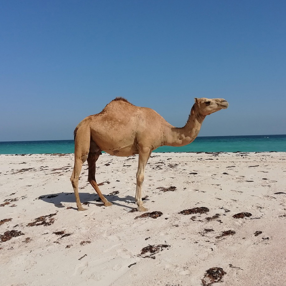 Ein Kamel am Strand