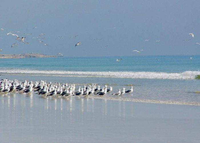 10. Blogbild seagulls-1975415_1280