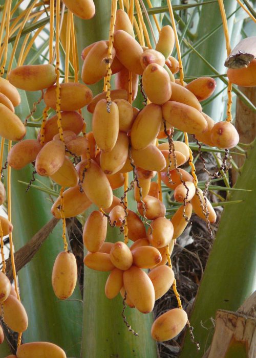 11. Blogbild date-palm-fruit-73950_1280