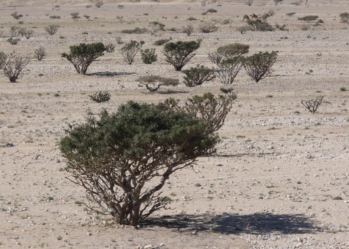 12. Blogbild desert-210835_1280