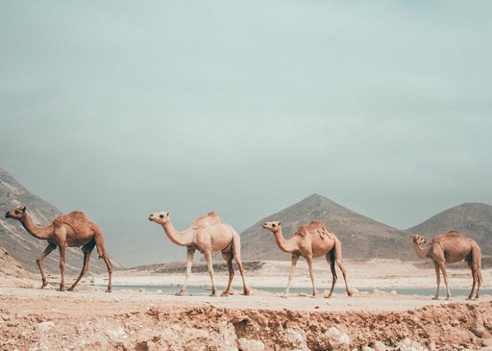 12. Blogbild oman-4432359_1280