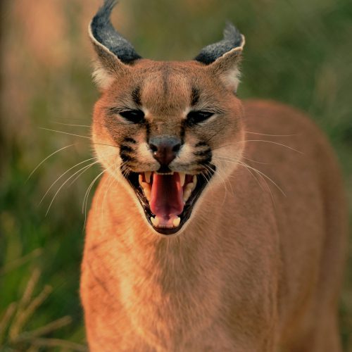 15. Blogbild pexels-bobby-vd-merwe-365236-984468