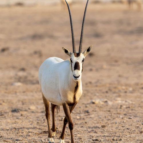 15. Blogbild pexels-chris-clark-1933184-5698657