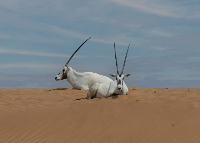 15. Blogbild pexels-miguel-cuenca-67882473-13036600 (1)