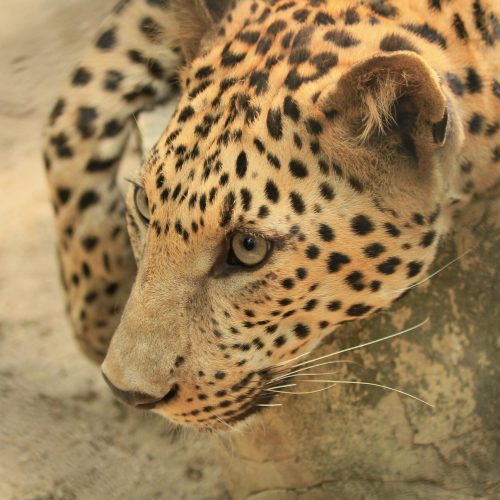 15. Blogbild pexels-rutpratheep-6596783